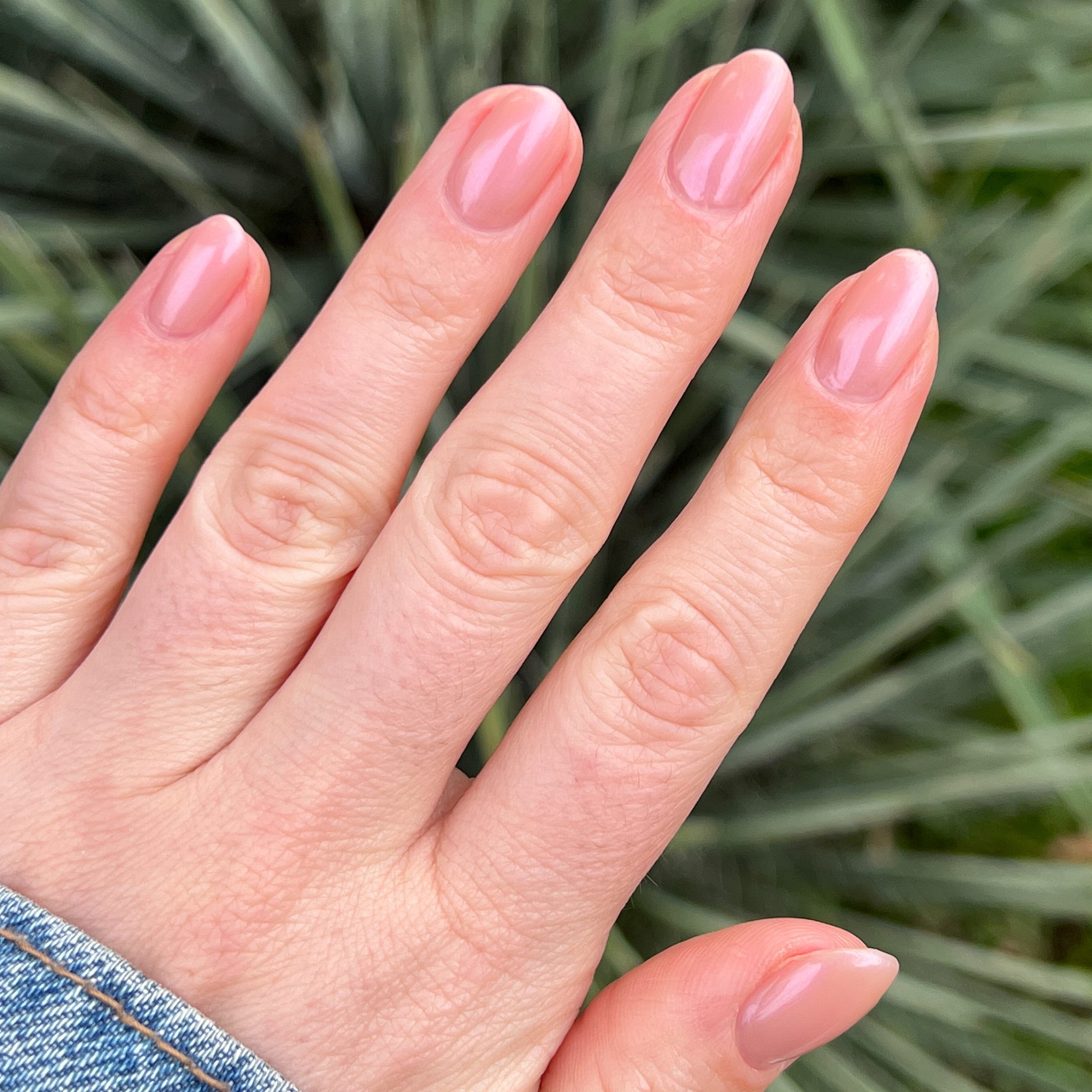 Sandy Scallop - Image 10