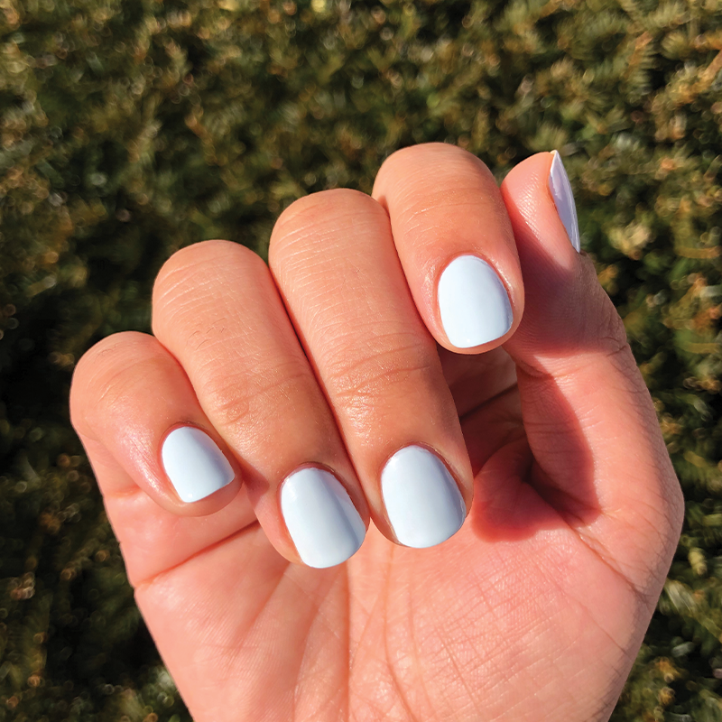 Angelfish - Image 14